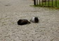 powiększ