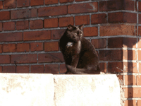 Powiksz